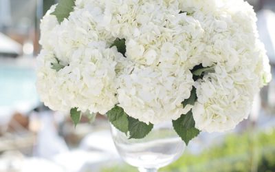 Wedding Flower Favorite: Hydrangeas