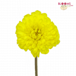 yellow dahlia flower