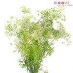 White Queen Anne's lace