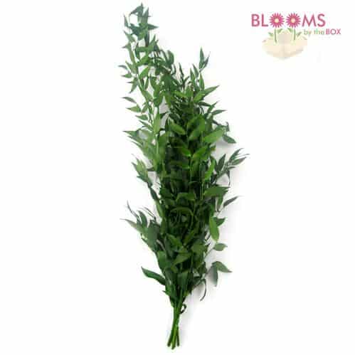 Italian Ruscus