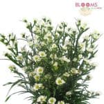 white monte casino asters