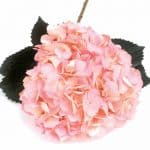 spray tinted light pink hydrangea