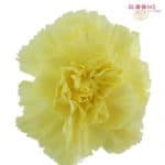 yellow fancy carnations