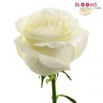 large white rose