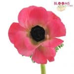 Pink anemone flowers