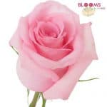 Pink Rose
