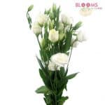 white lisianthus