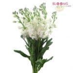 white stock flowers