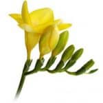 Yellow Freesia