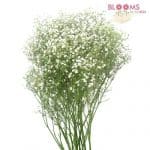 babys breath gysophilia