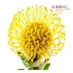 yellow protea pincushions