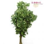 varigated Pittosporum