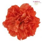 orange fancy carnations