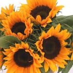 Mini yellow sunflower