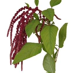 red amarnthus