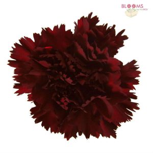 burgundy carnations