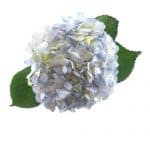 Romantic Rustic Wedding blue hyrdrangea