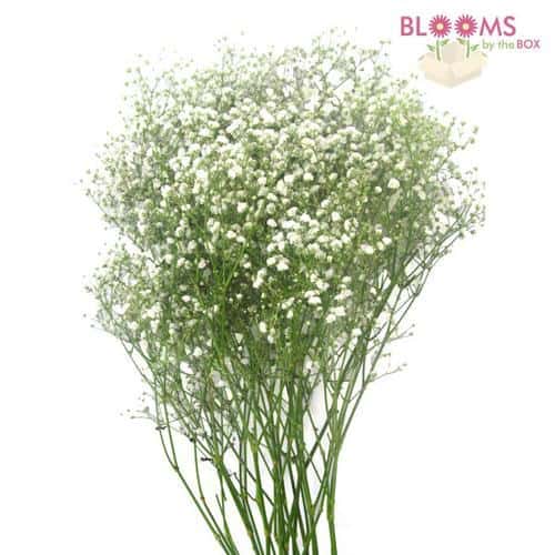 gypsophila baby's breath