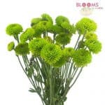 Romantic Rustic Wedding Pompon button green