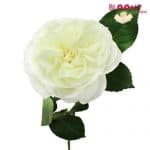white garden rose