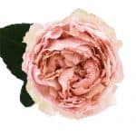 pink garden rose juliet