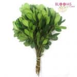 Pittosporum