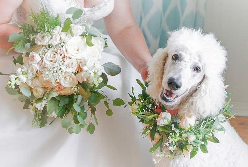 White floral bouquet with dog wearing collar of greenery