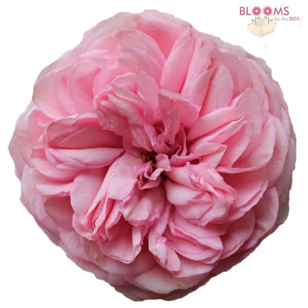 garden rose pink