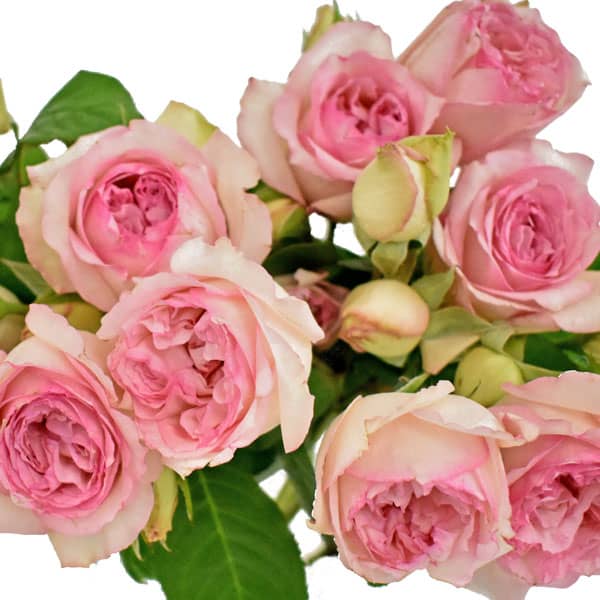spray garden pink