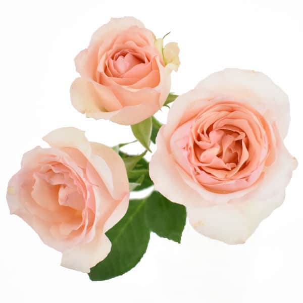 spray rose peach