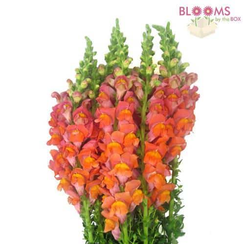 snapdragon orange