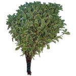 pittosporum