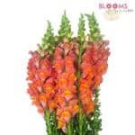 Orange snapdragon