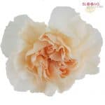 Carnation