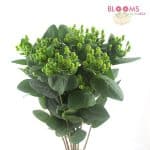 Green Hypericum