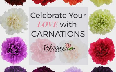Celebrate with Carnations