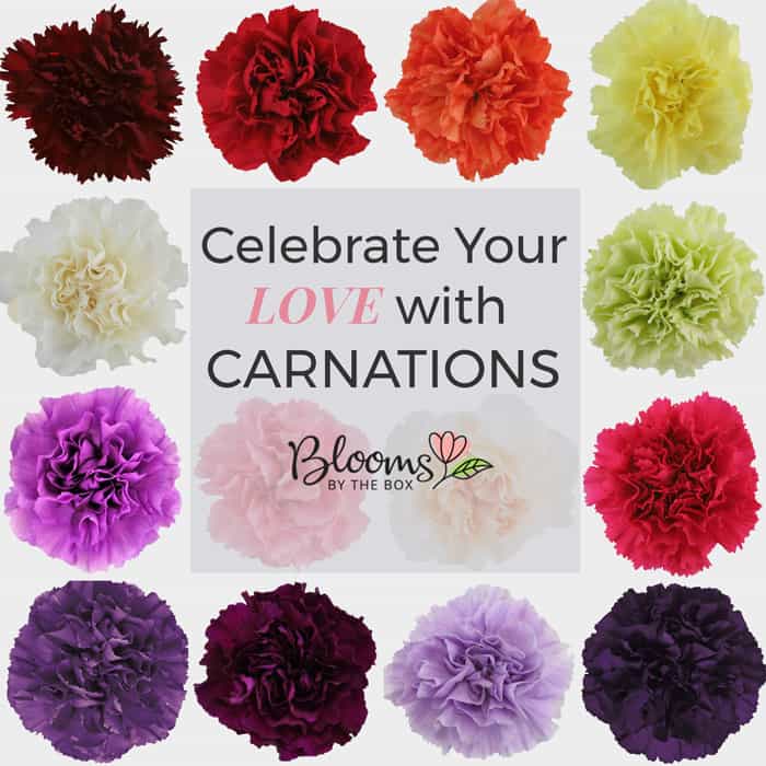 Celebrate with Carnations Blooms By The Box