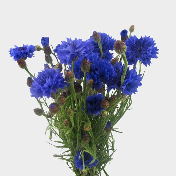 Popular blue flowers cornflower