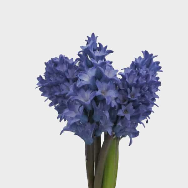 Blue Hyacinthus Flower