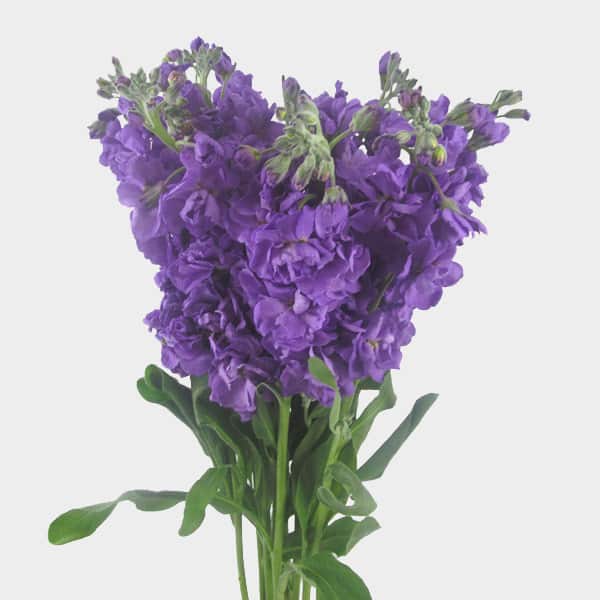 Double Stock Flowers