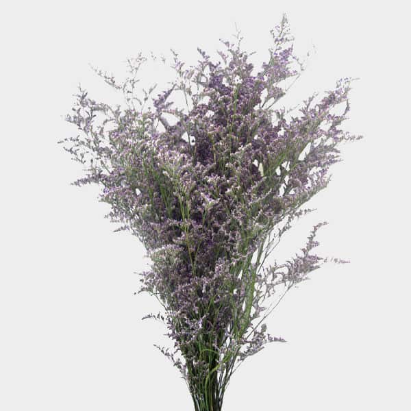 Limonium (Sea Lavender)