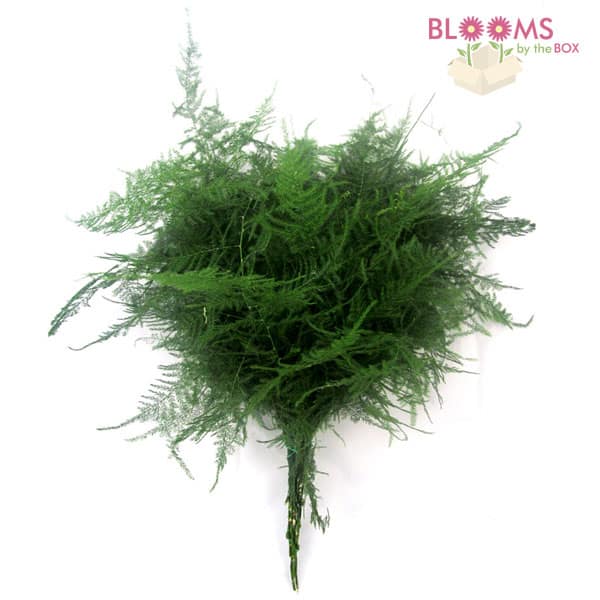 Plumosus Fern