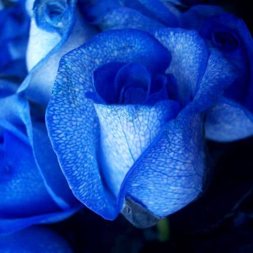 Vendela Roses