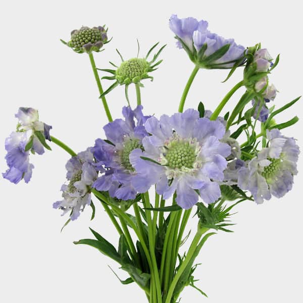 Blue Scabiosa