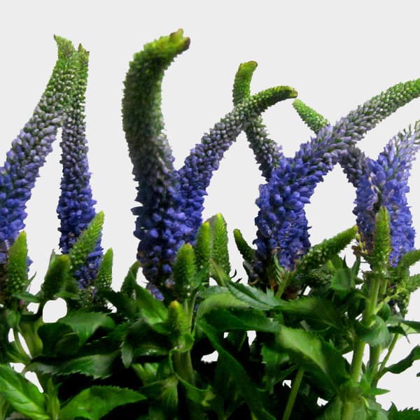 Veronica (Speedwell) flower