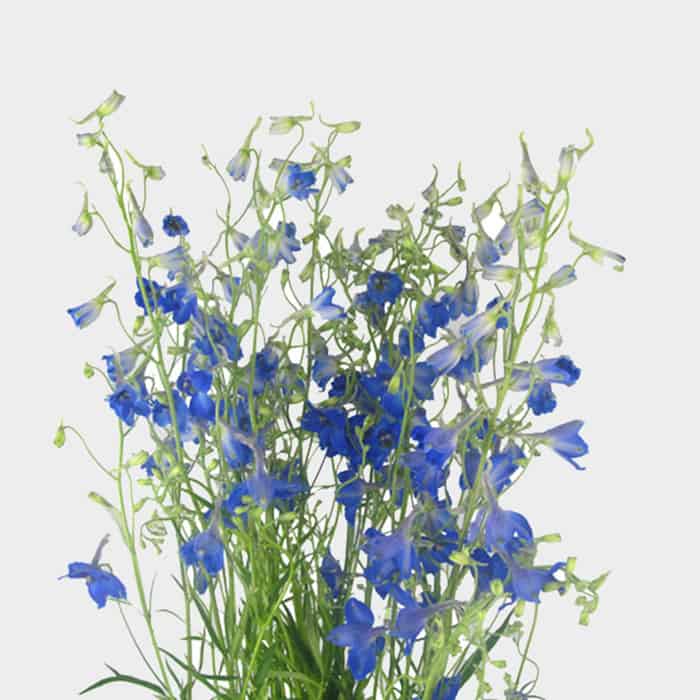 Popular blue flowers Delphinium