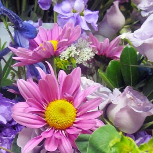 pink and purple flowers