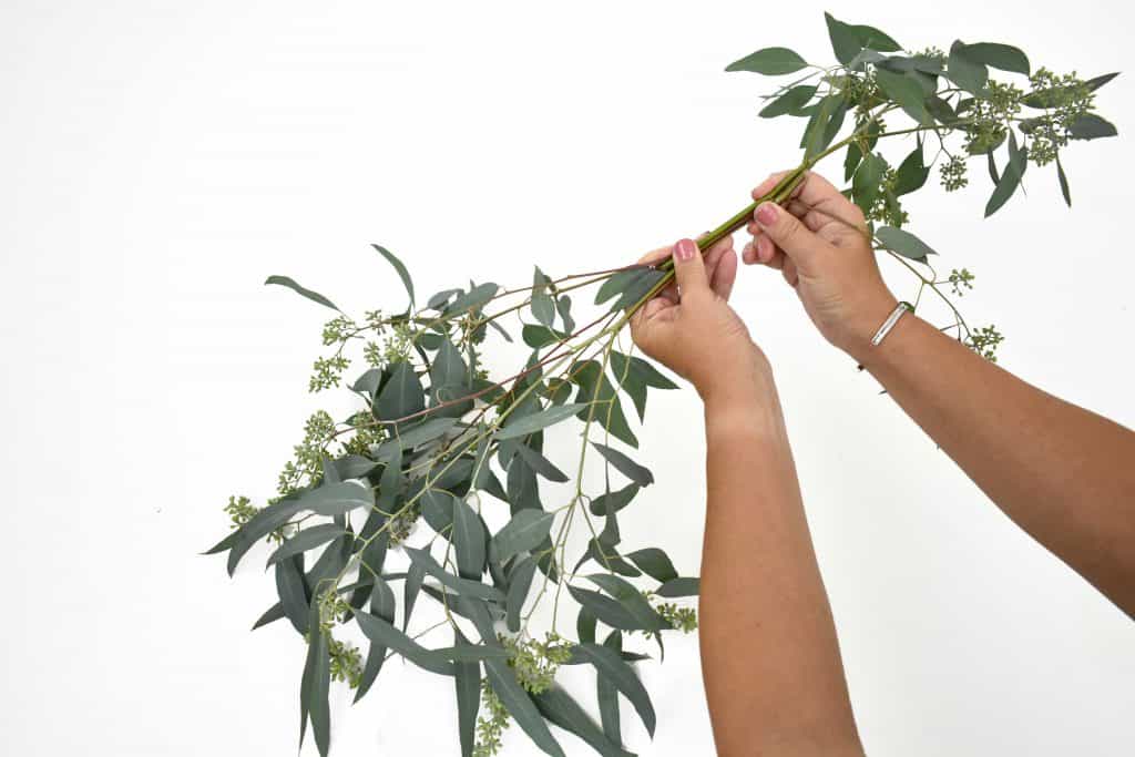seeded eucalyptus