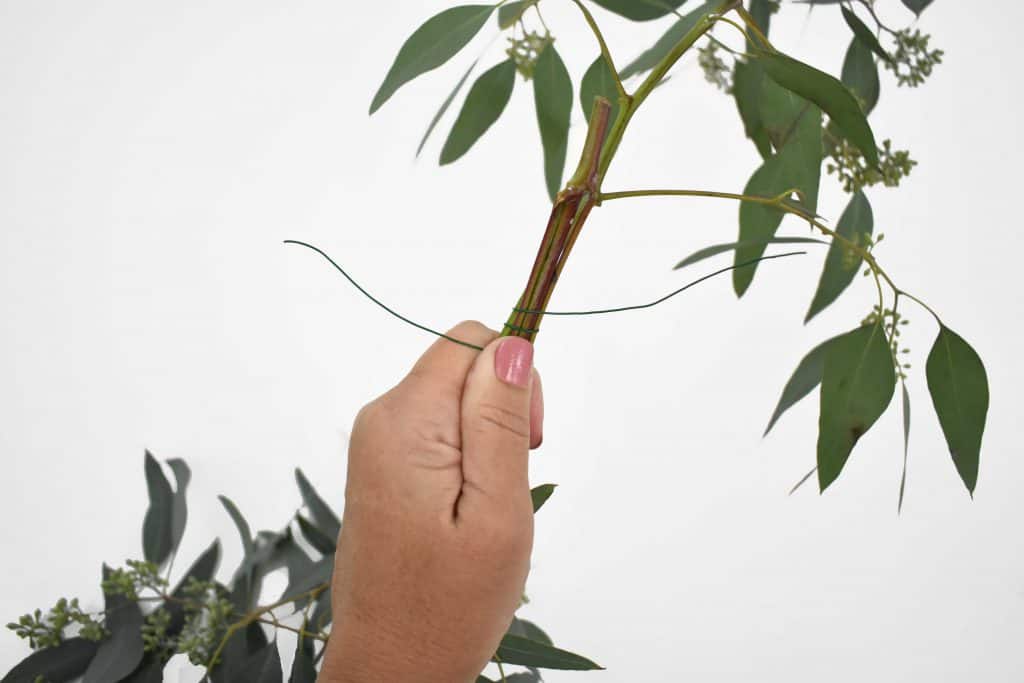Using floral wire to tie seeded eucalyptus
