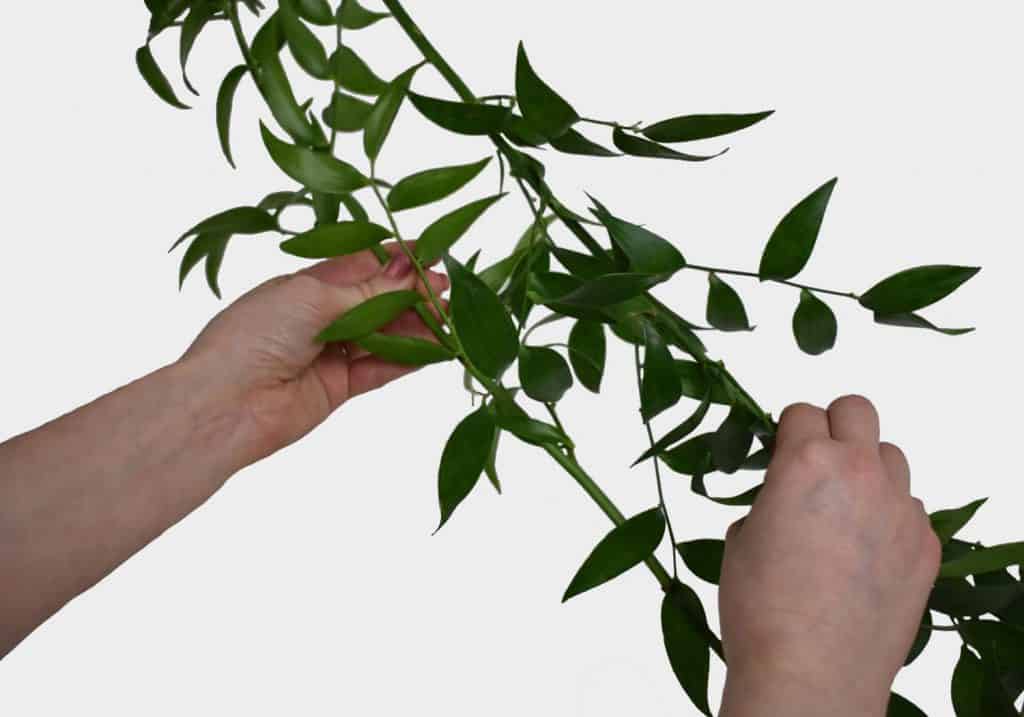 Italian Ruscus Leaves